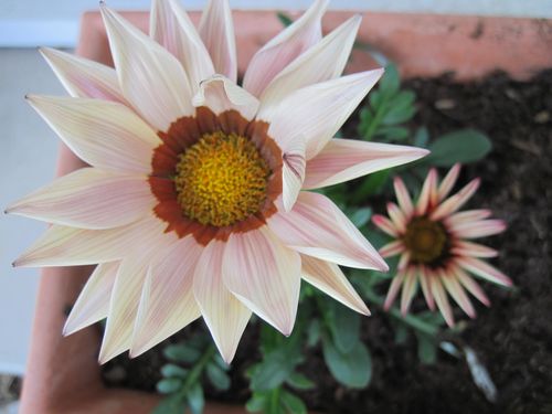 gazania--5-.JPG
