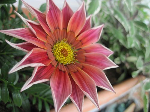 gazania.JPG