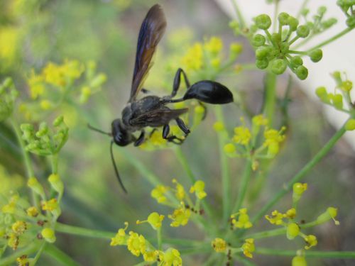 guepe-noire-Isodonta-mexicana-.JPG