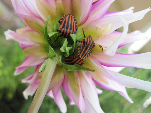 punaises-arlequin-Graphosoma-italicum.JPG