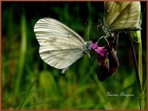 papillons-K-blog.jpg