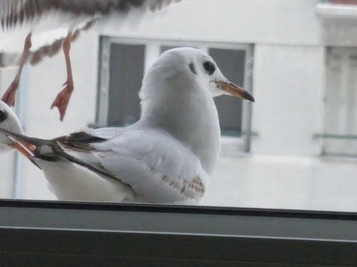 IMGP3647