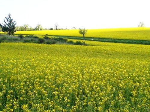 colza.JPG