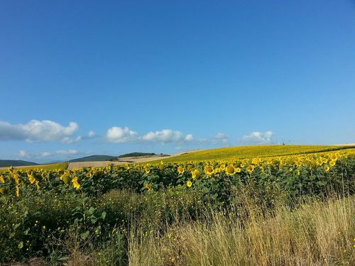 Il mio Cammino di Santiago. Settima tappa: 36 km da Santo Domingo de la Calzada al minuscolo borgo di Villafranca Montes de Oca