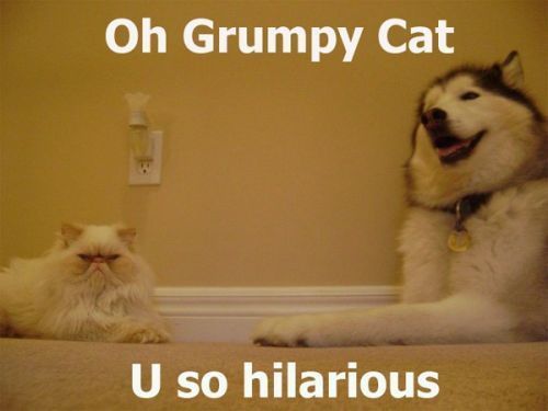 grumpy-cat.jpg