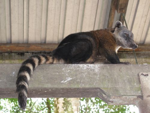 Coatis