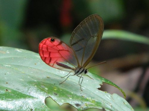 Papillons Amazonie (1)