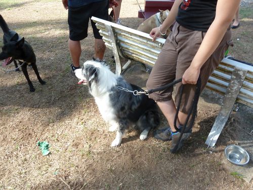 Club canin, 24 Septembre 2011 (4)