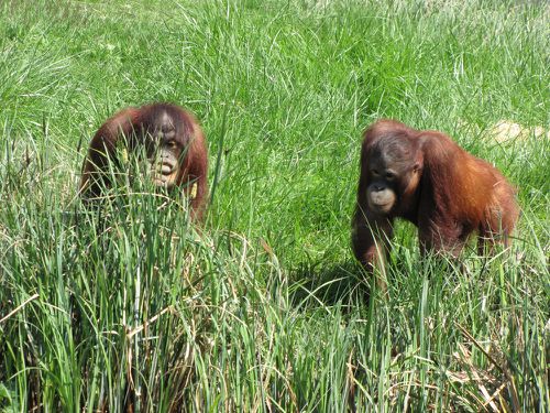 Zoo de Beauval.Acbx41.JP (16)