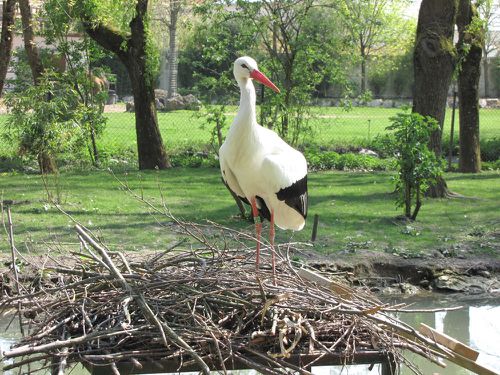 Zoo de Beauval.Acbx41.JP (42)