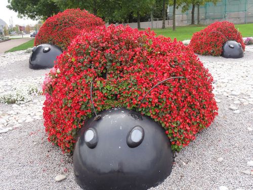 les-coccinelles-fleuries.jpg