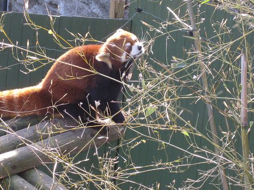 800px-Red panda gnawing