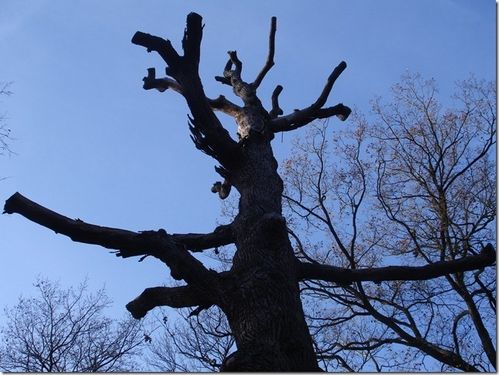 arbre-trez.jpg