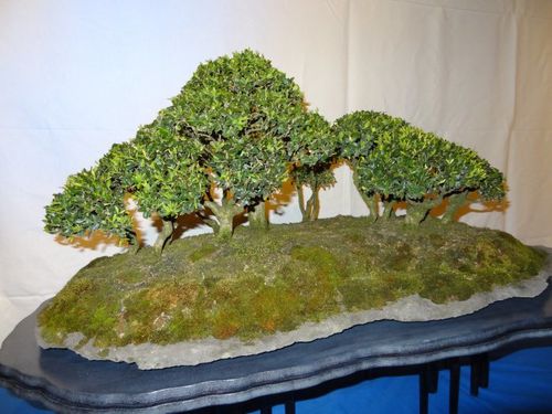 bonsai.jpg