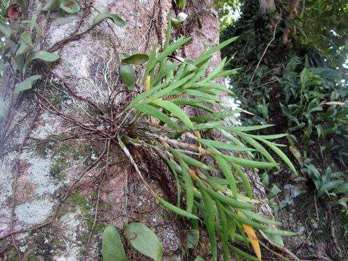 Orchidees-Vanuatu-2013 1679cb