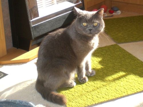 Titi-01.JPG