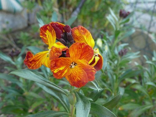 fleurs-de-printemps-04-giroflees.JPG