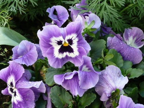 fleurs-de-printemps-05-pensees.JPG