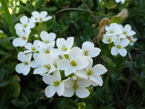fleurs-de-printemps-06-corbeilles-d-argent.JPG