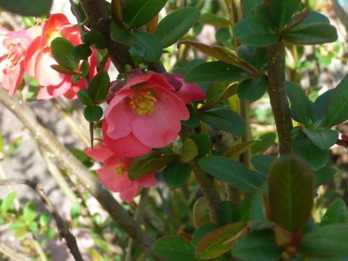 fleurs-de-printemps-11-pommier-du-japon.JPG
