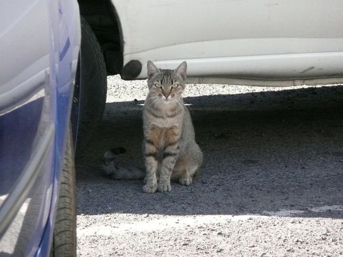 chats-perpignan-09_sicile.JPG