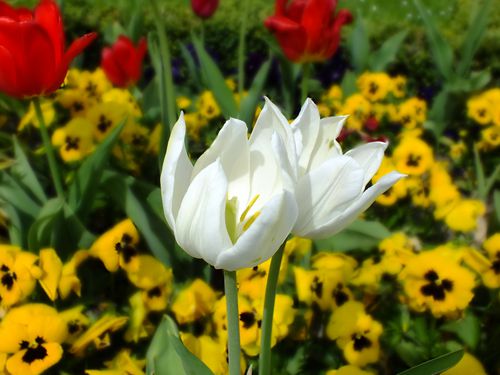 Tulpe-weis-im-Garten.JPG