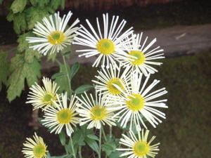 chrysanthème (1)