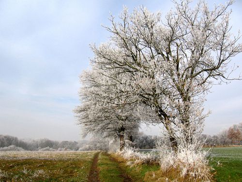 CR-18-neige.jpg