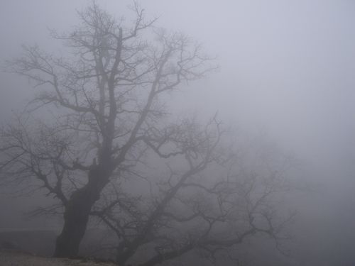 brouillard llias 81 Libre