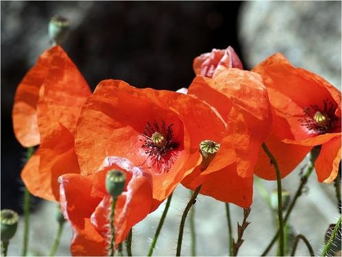coquelicots-auteur-guy-MOLL.jpg