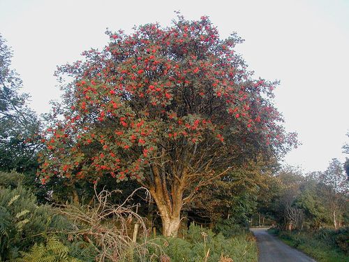 arbre-des-fees.jpg