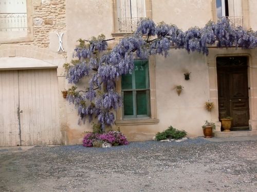 montpezat glycine