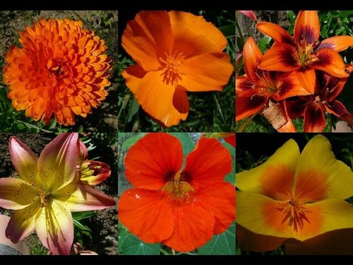 fleurs orange 640x480