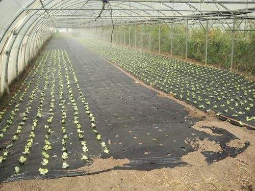 2012-10-04 14.45.52 plantaton salade en cours arrosage