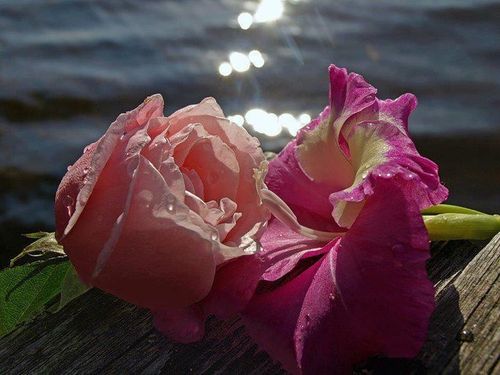 fleur.jpg
