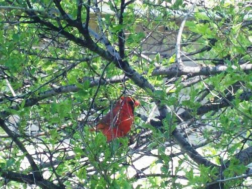 cardinal-rouge1-mai-2012.jpg