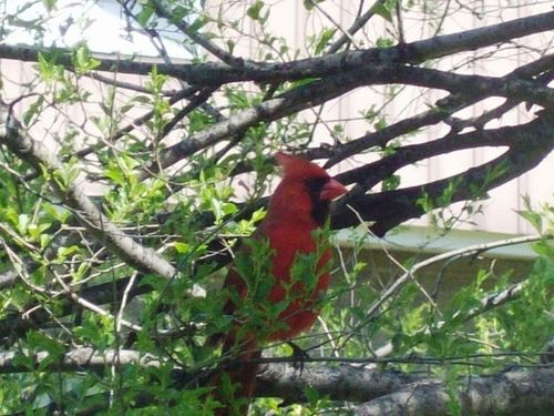cardinal-rouge2-mai-2012.jpg