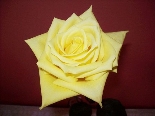 rose-jaune-26-avril--3.jpg