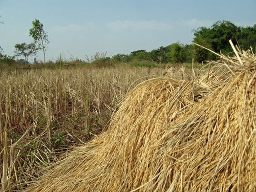 Recolte-du-riz_004.jpg