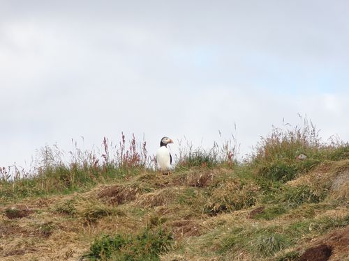 Jour 7 - Ile de Vigur (18)