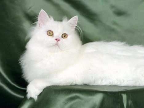 chat-blanc.jpg