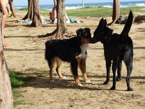 rencontre avec toutou