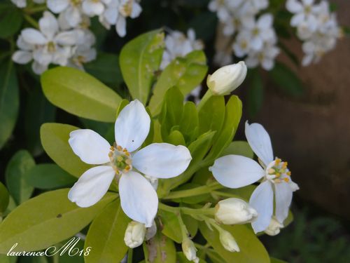 fleur-oranger.jpg