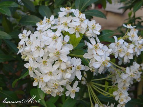 fleurs-oranger-du-mexique.jpg