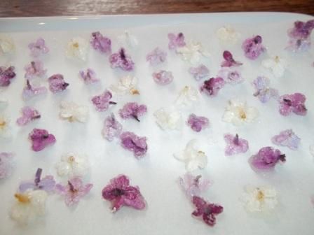 fleur lilas cristalisées délice recette