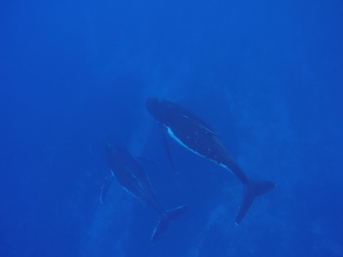 Baleines Niue