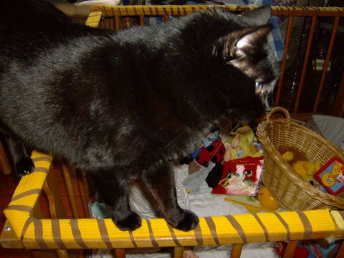 parc avec chat de cirque