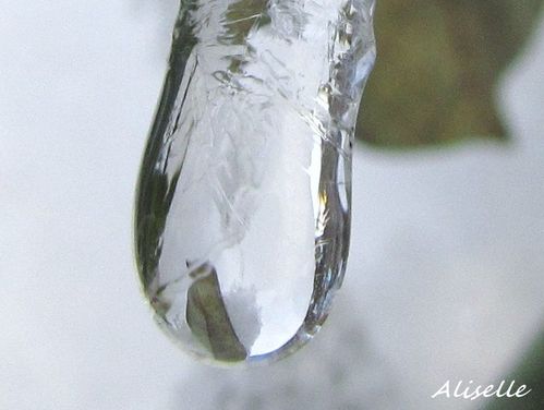 Goutte glacée 2010 #4