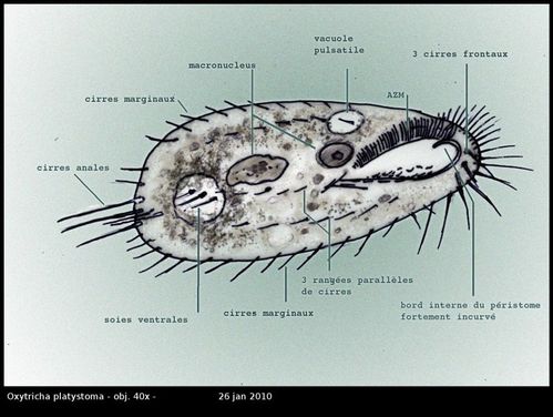 oxytricha-sp.jpg