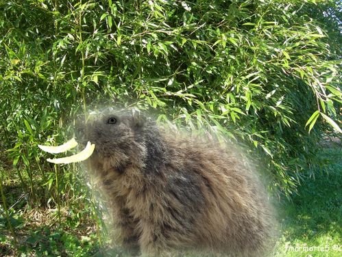 Marmottus Gigantus Elephantea